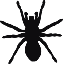 Spindel