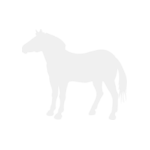 Häst2