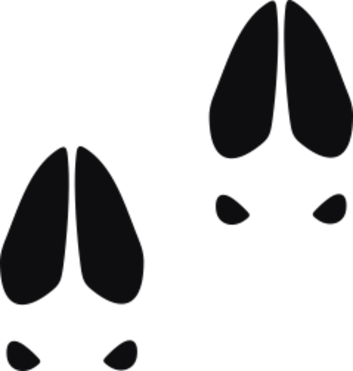 Storleken är för båda avtrycken räknat i en rektangel.