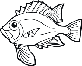 Fisk 