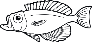 Fisk 